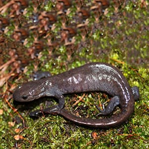 Canada is banning foreign salamanders—for good reason