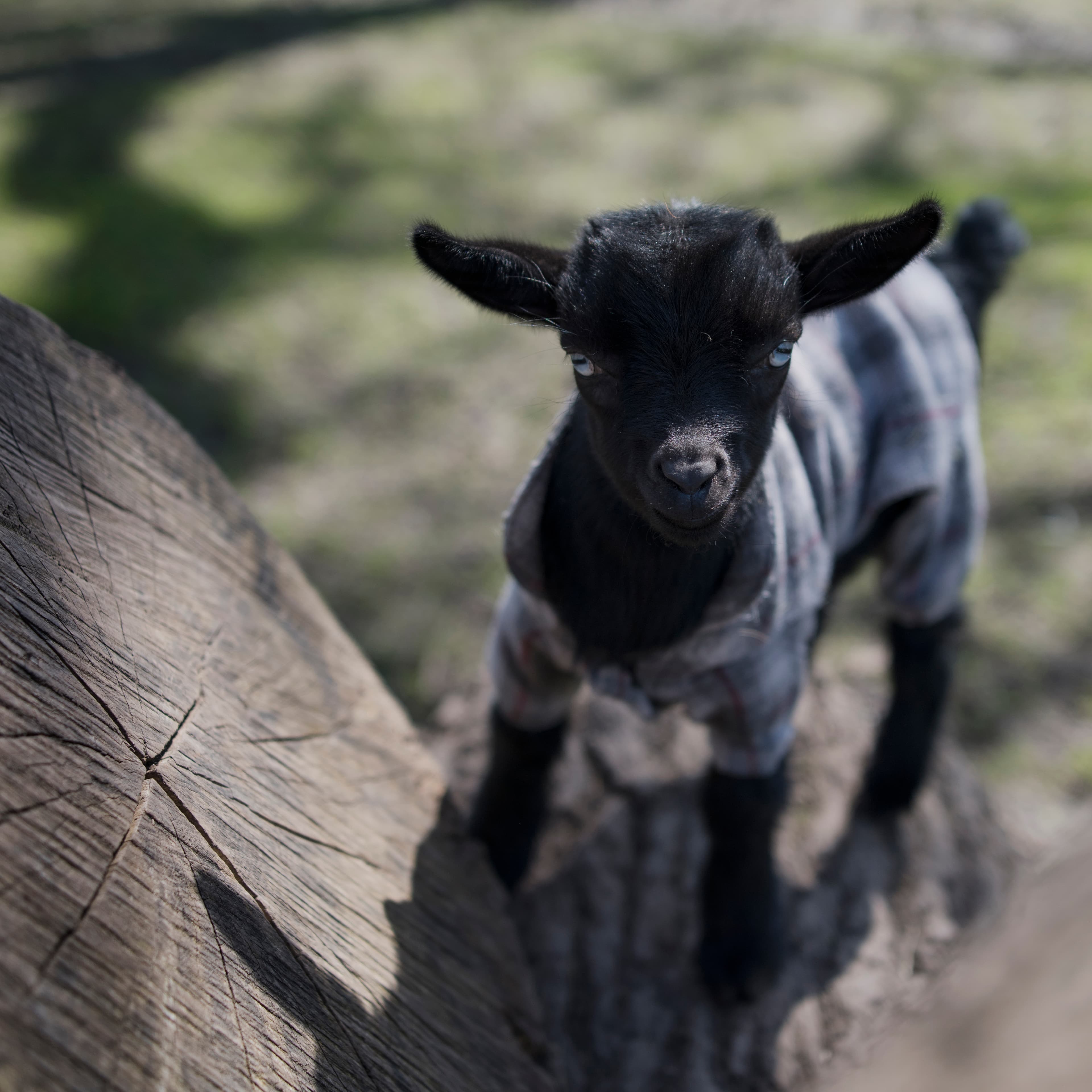 What it feels like to cuddle a baby goat