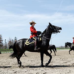 What it feels like to ride in the RCMP Musical Ride