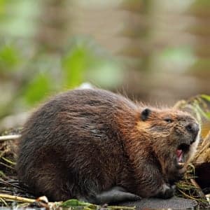 Canada's beaver problem