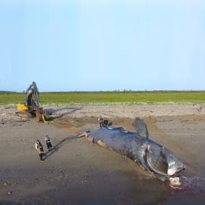 Why are so many right whales dying in the Gulf of St. Lawrence?