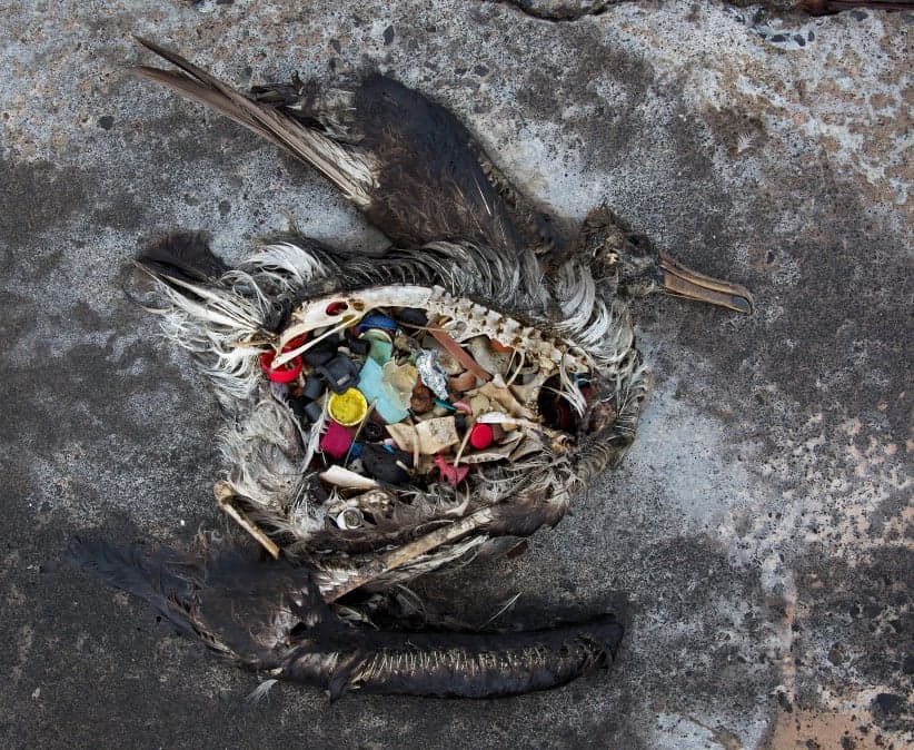 The stomach of a dead Black Footed albatross chick filled with plastic consumed accidentally at the Midway Atoll Wildlife Refugee in Midway Island. (USFWS/Alamy Stock Photo)