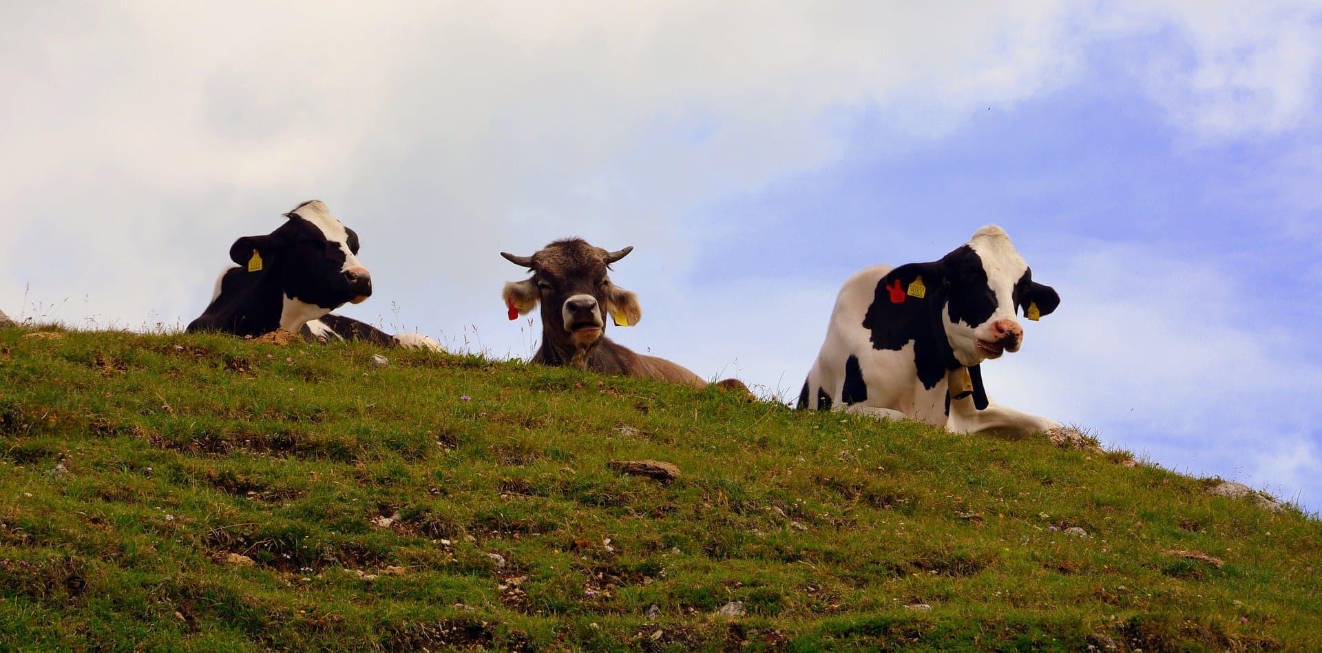 Know your NAFTA: America's beef with Canada's dairy industry