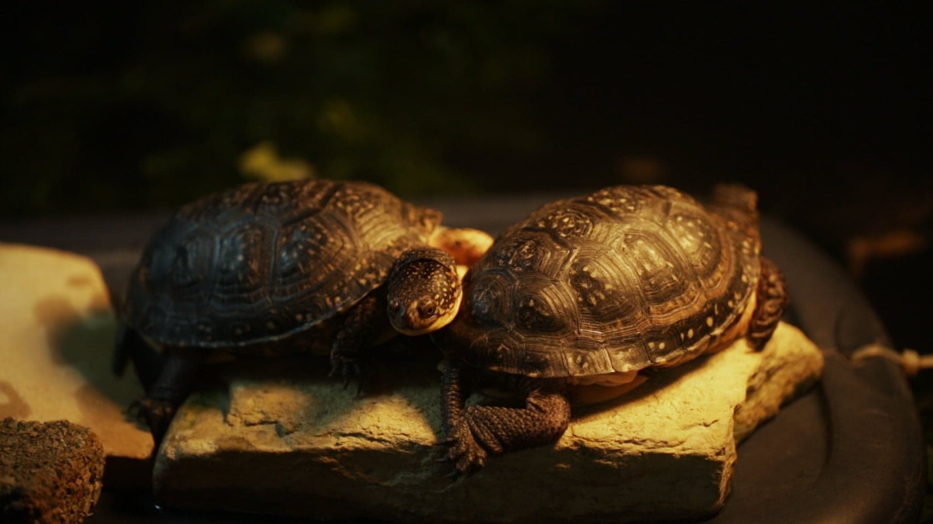 Inside Ontario's turtle hospital