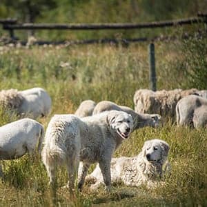 As B.C.’s wildfires raged, these sheepdogs stayed to protect their flock
