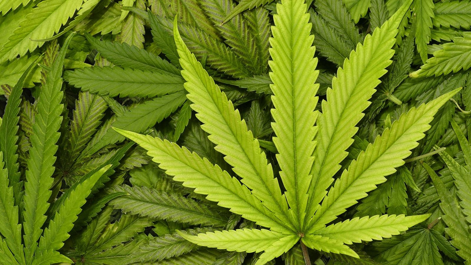 How well do the Liberals know cannabis slang?