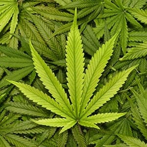 Are Canada's pot-fearing politicians raising children or goats?