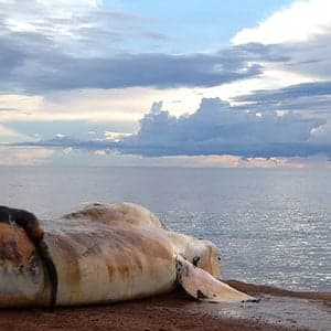 The controversial ban on rescuing endangered right whales