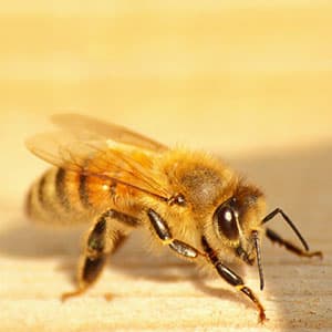 Bees are in decline but backyard hives won’t save them