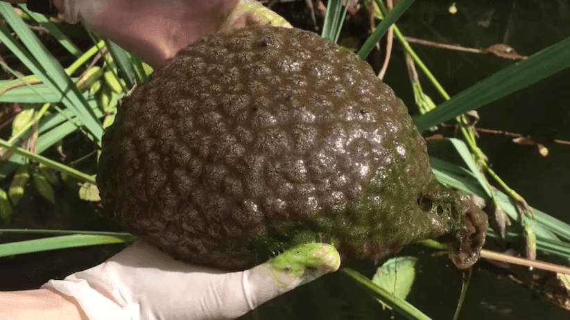 Behold, the blob of Vancouver's Lost Lagoon