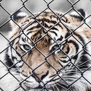 Why animals should be given the same legal rights as humans