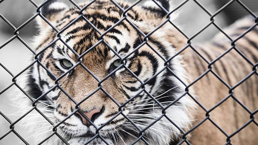 tiger behind a chain link fence