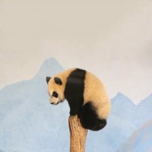 The pandas are going to the Calgary Zoo. How safe will they be?