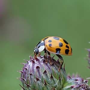 The invasion of the biting lady bug in Manitoba