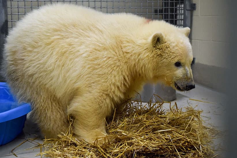 One of the two new polar bear cubs taken shortly after their arrival at the Leatherdale International Polar Bear Conservation Centre. This is the male cub.