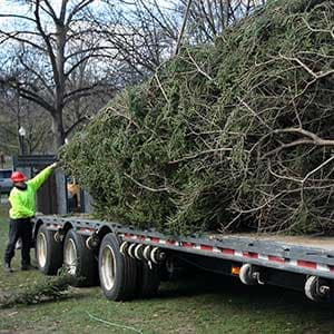 A century after the Halifax explosion, grim reminders can still be found in trees