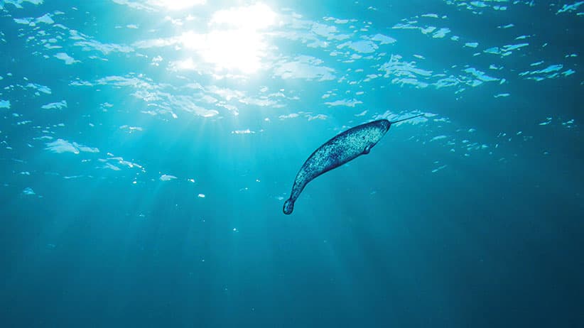 Narwhal