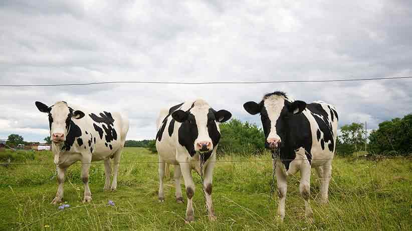 Cows, Nicolet, Nicolet-Yamaska Regional County Municipality, Quebec, Canada