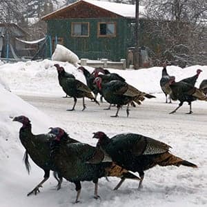 Will turkeys overrun humans in this B.C. town?