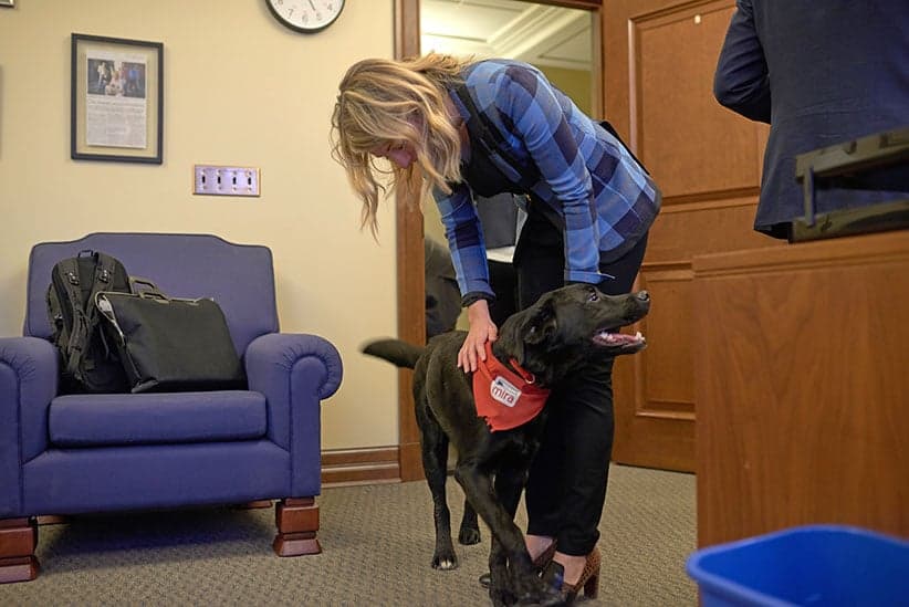 Minister Melanie Joly with her foster dog Naboo at the Justice Building in Ottawa. (Photograph by Jessica Deeks)