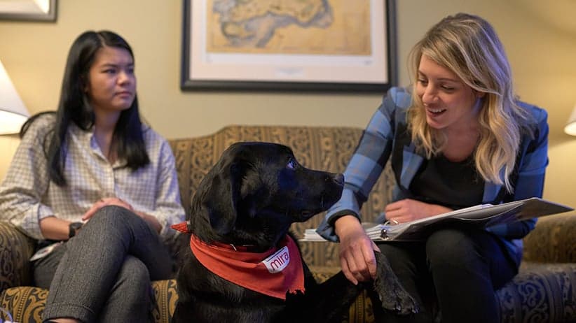 Meet Naboo, the service dog being fostered in the halls of Parliament