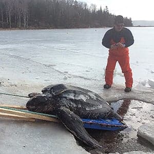 The story of the lost leatherback turtle of East Bay, N.S.