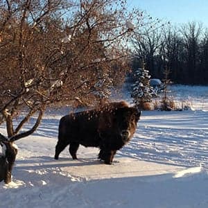What do you do with a maverick bison? Make him your town brand