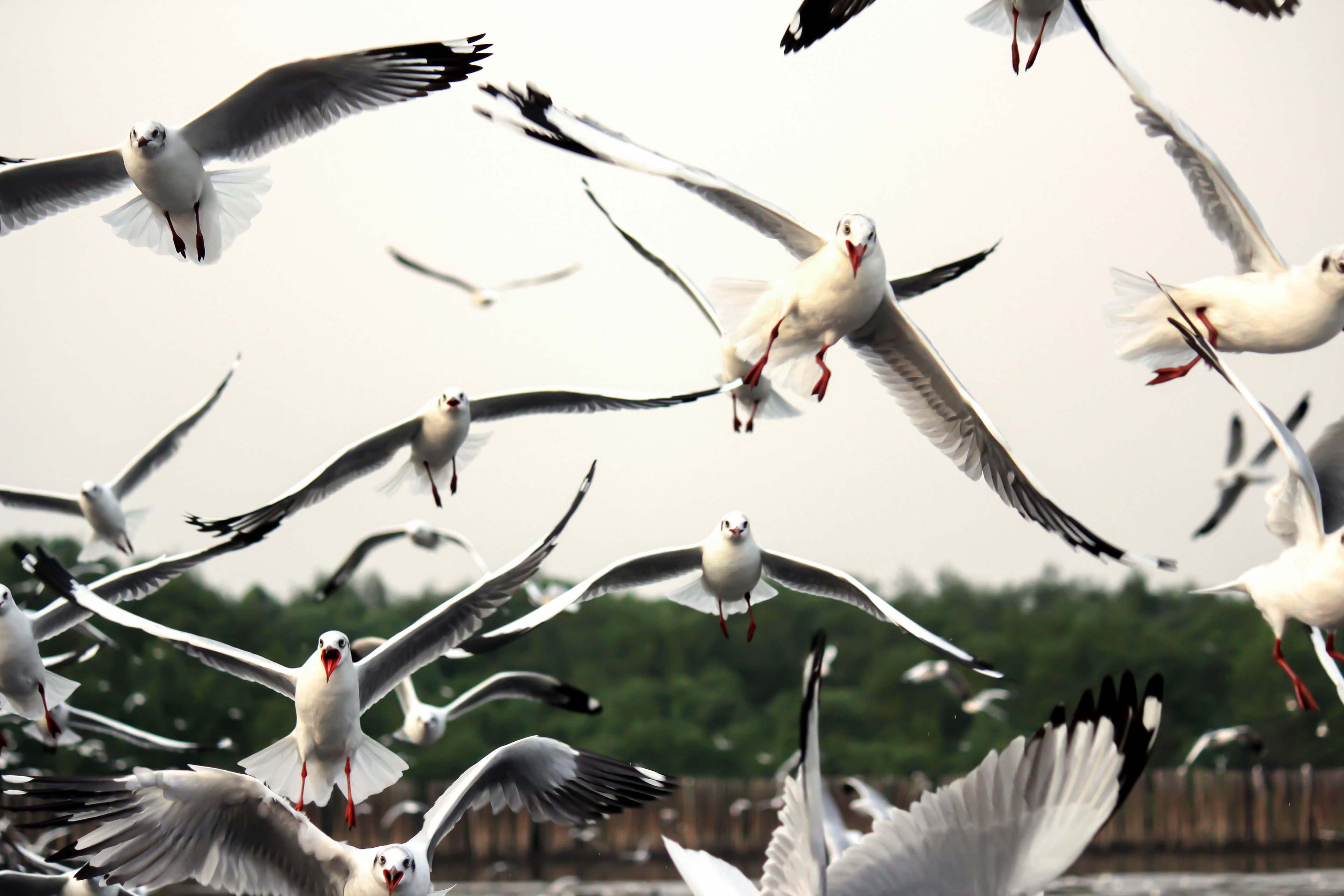 Are west coast seagulls really bigger jerks than their east coast cousins?
