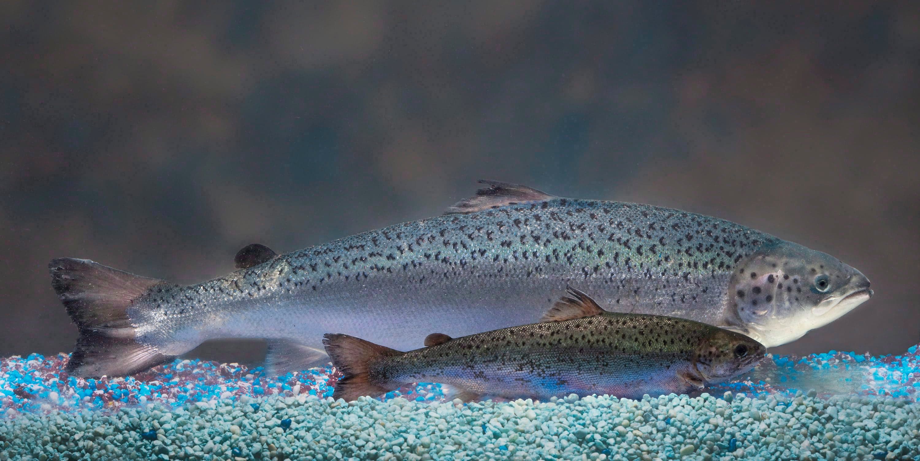 Canadians ate 4.5 tonnes of unlabelled GM salmon without knowing it this past year