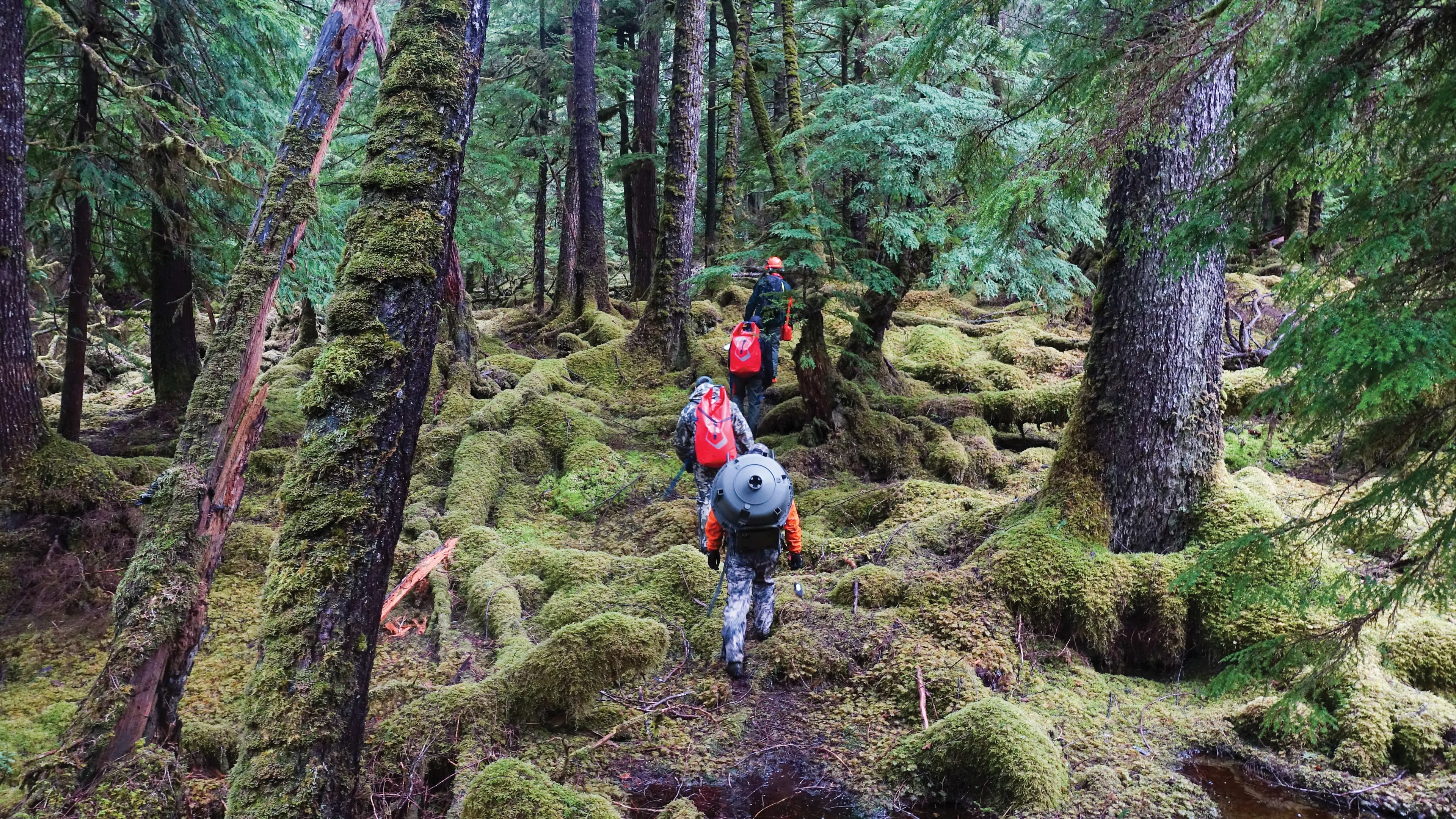 The Haida Nation is teaming up with New Zealand's snipers to kill deer and save Haida Gwaii