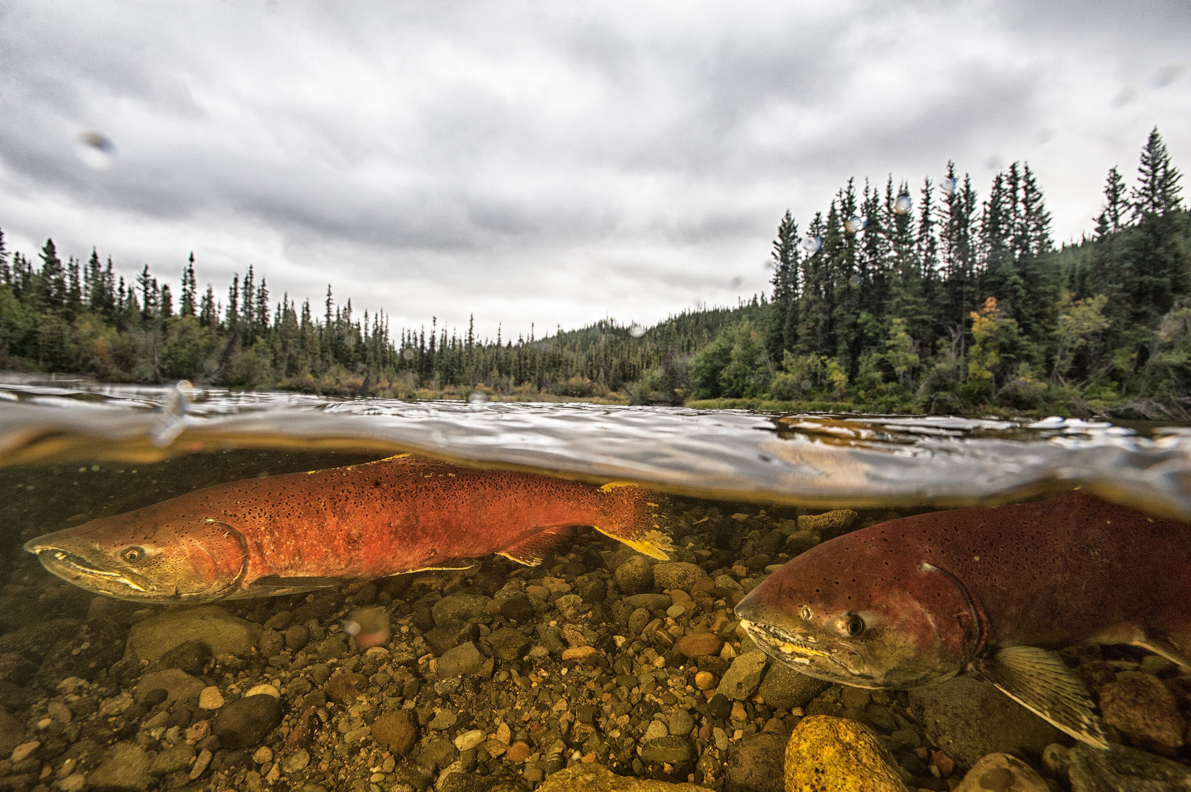 The decline of the Chinook salmon threatens a whole way of life