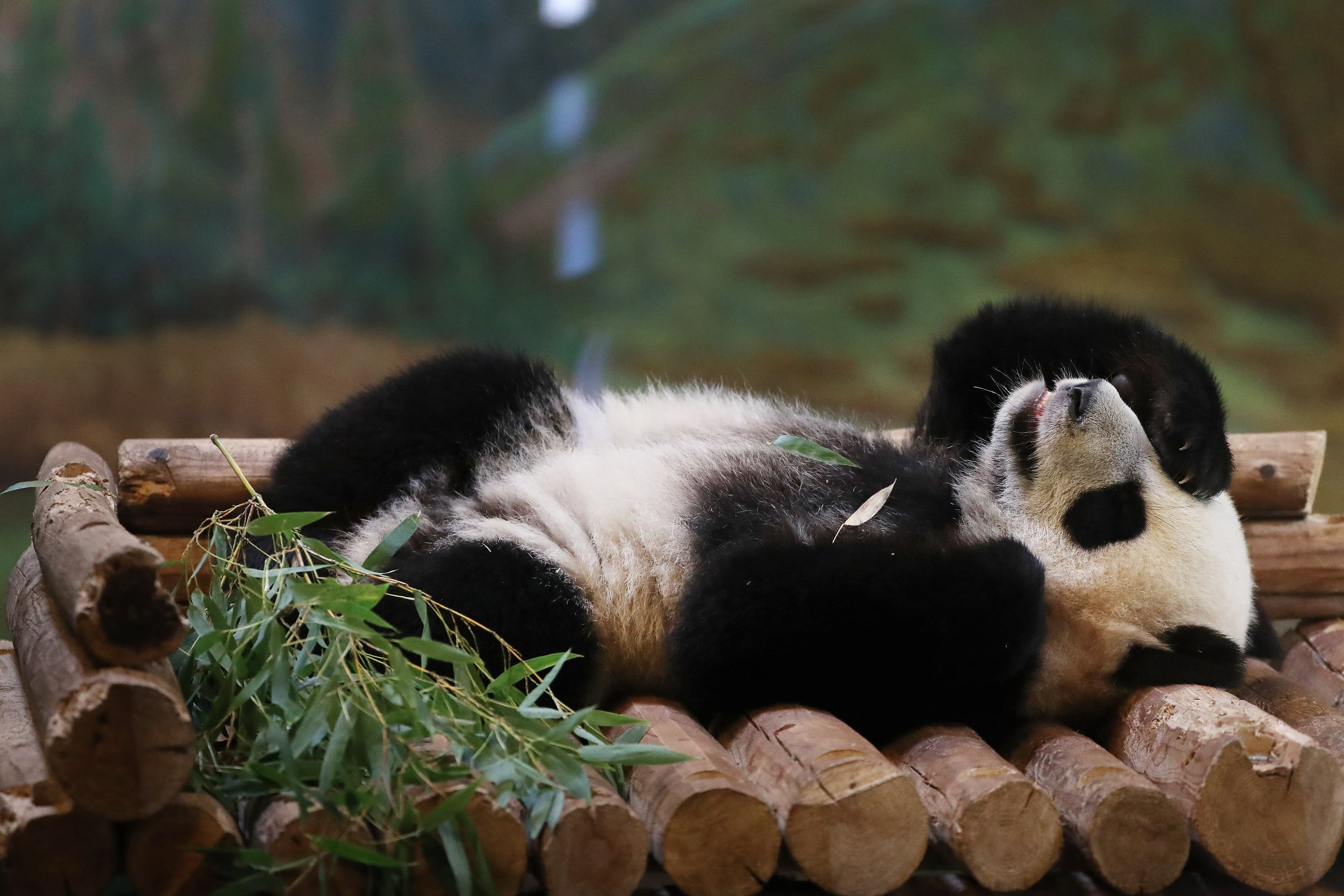 Inside the private lives of the Toronto Zoo's giant pandas