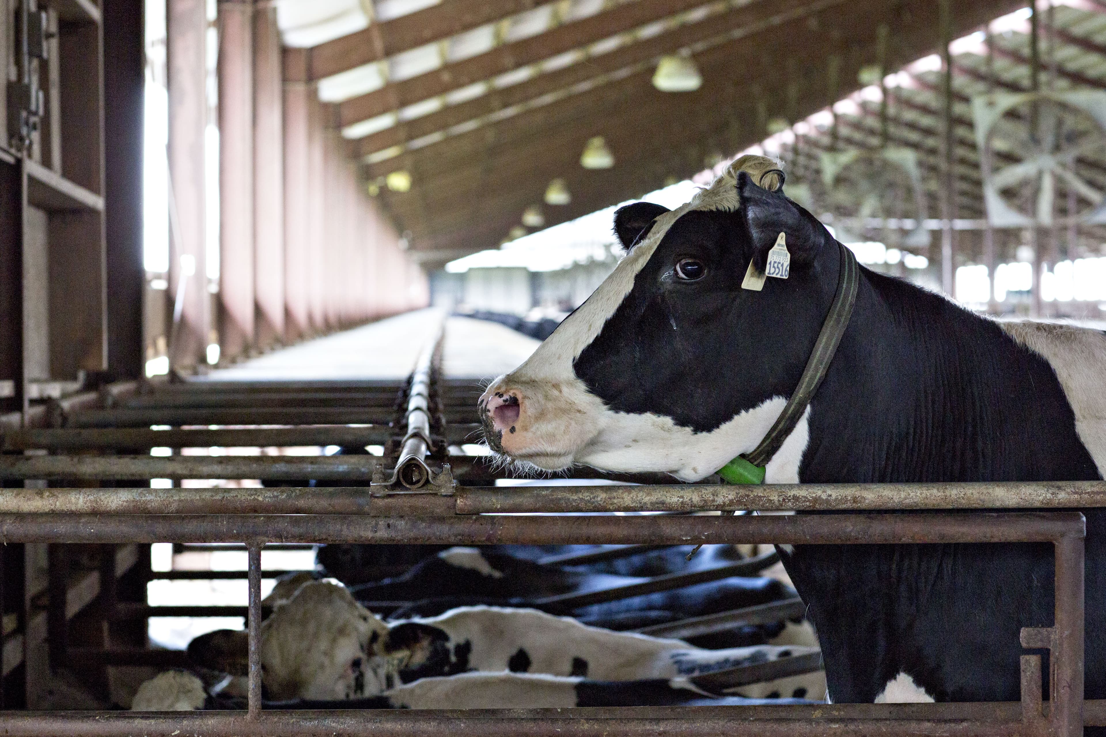Donald Trump doesn't really want to kill supply management. Neither do American farmers.