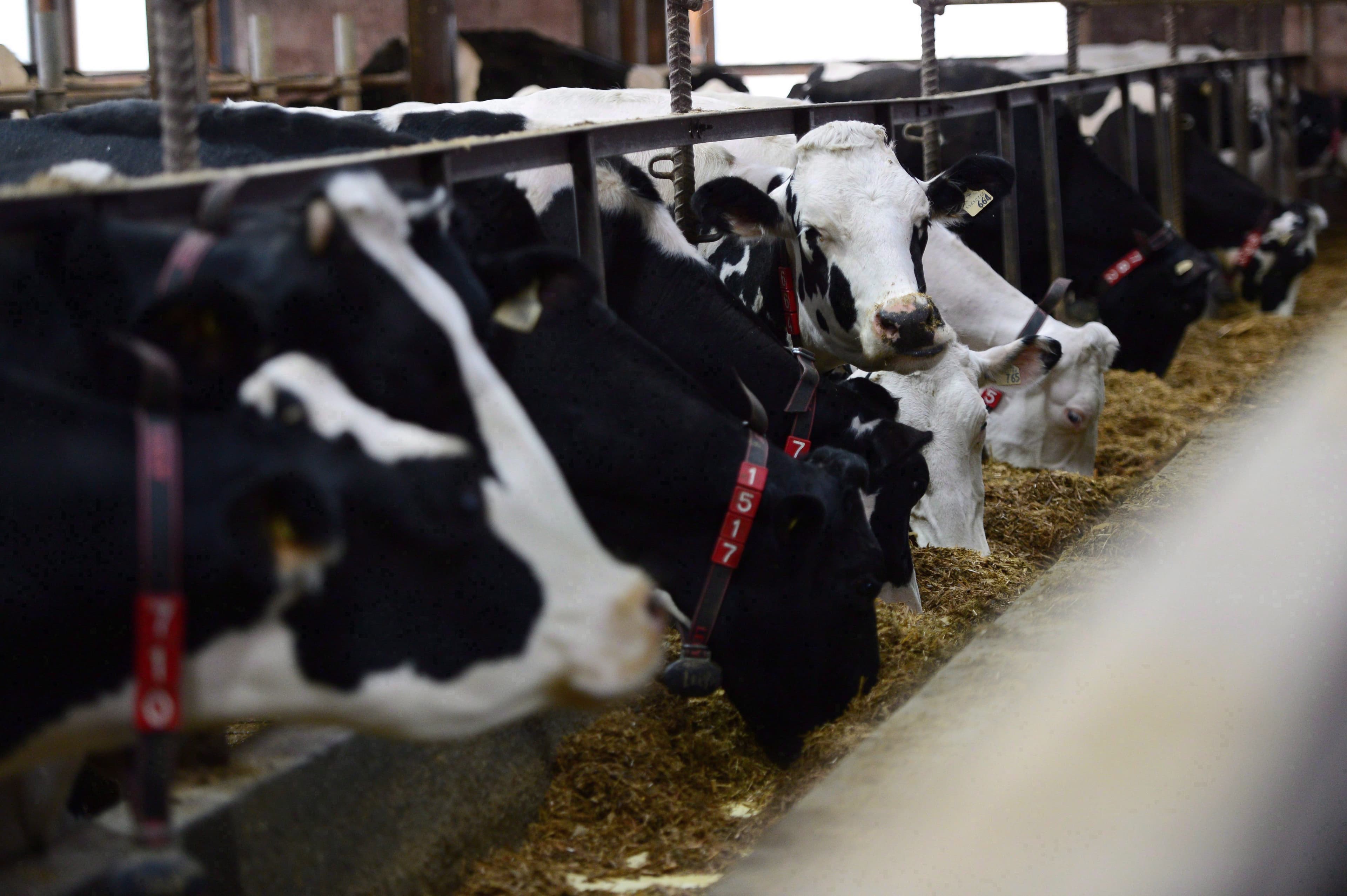 How dairy became seen as a public resource worth protecting in Canada