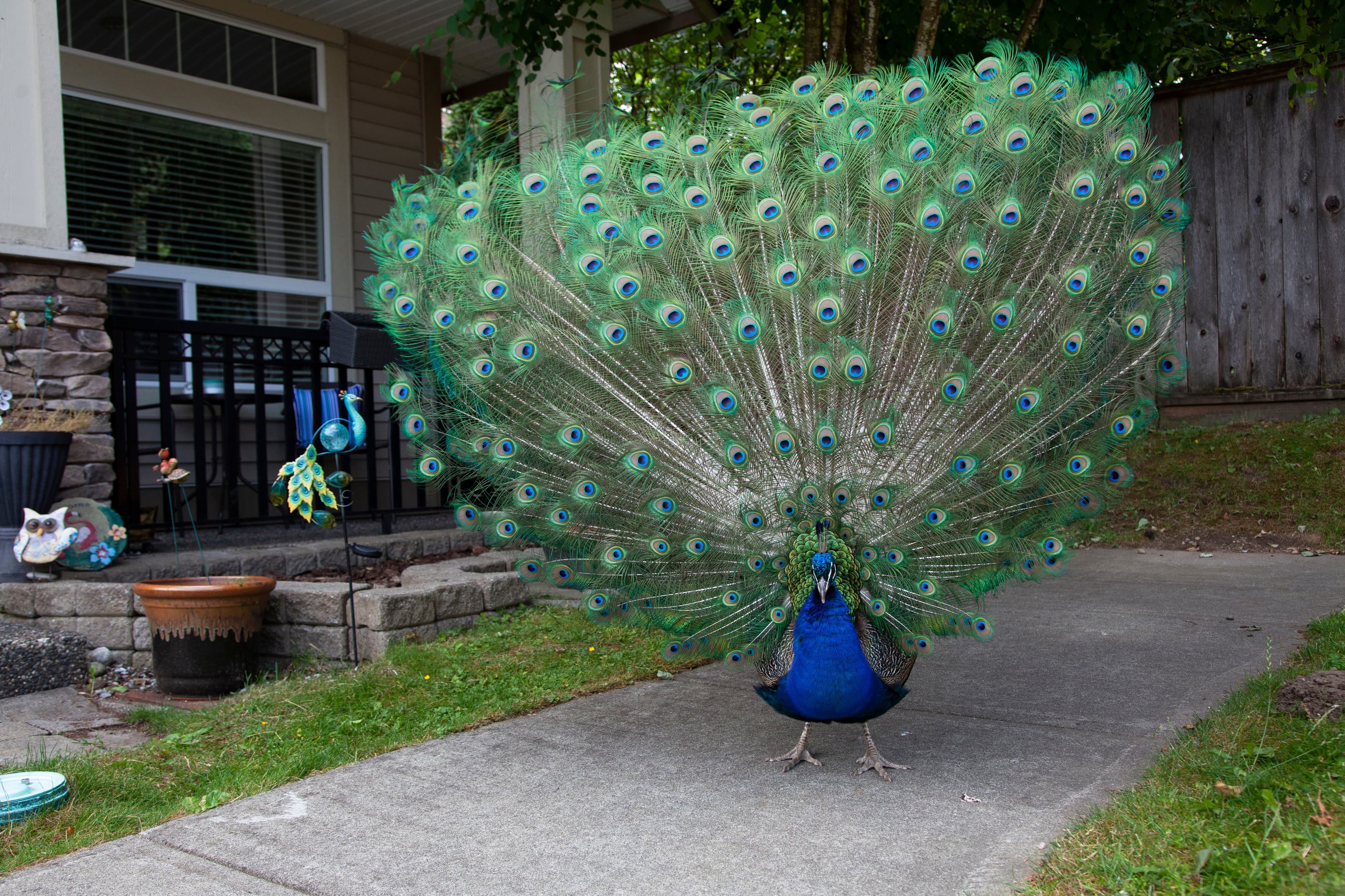 How a pesky peacock invasion is dividing a Surrey, B.C. neighbourhood