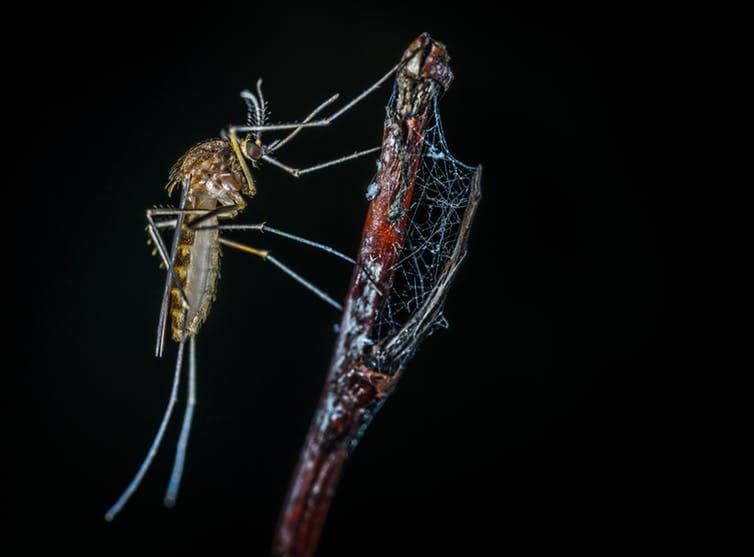 This is why your summer might be full of mosquitoes