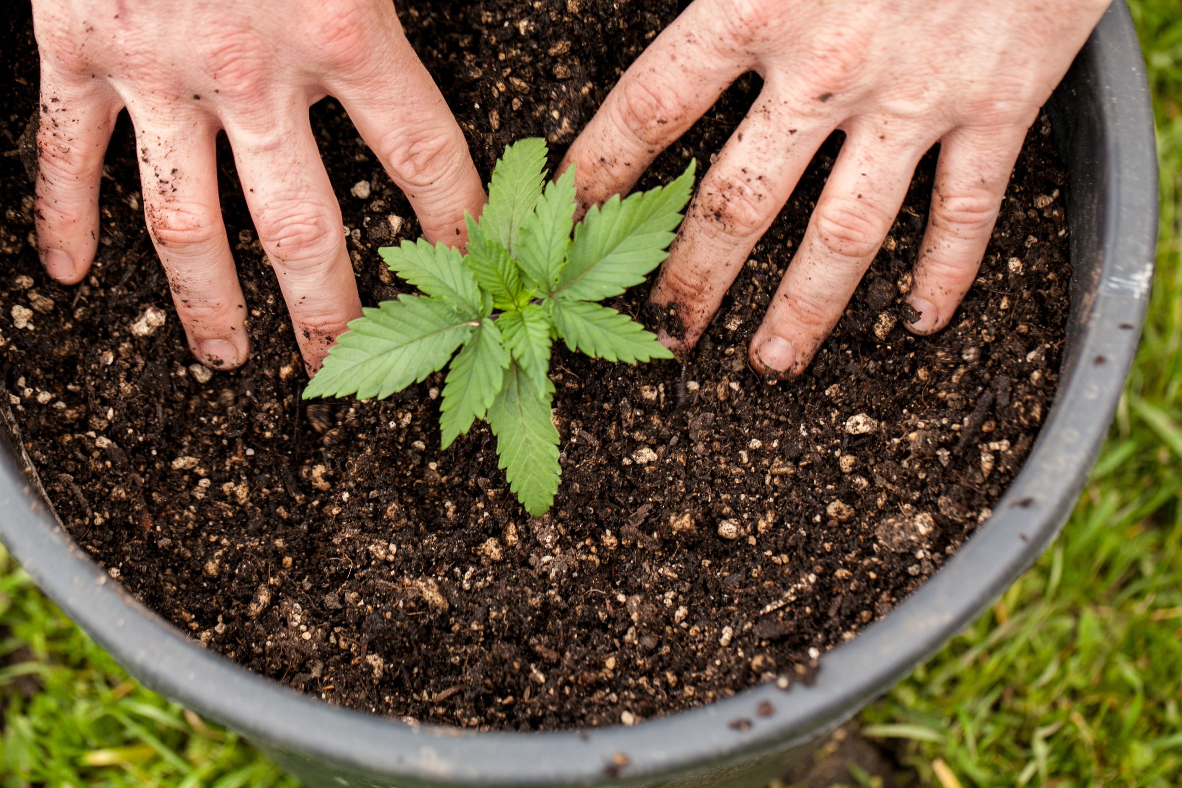 How easy is it to grow cannabis at home?