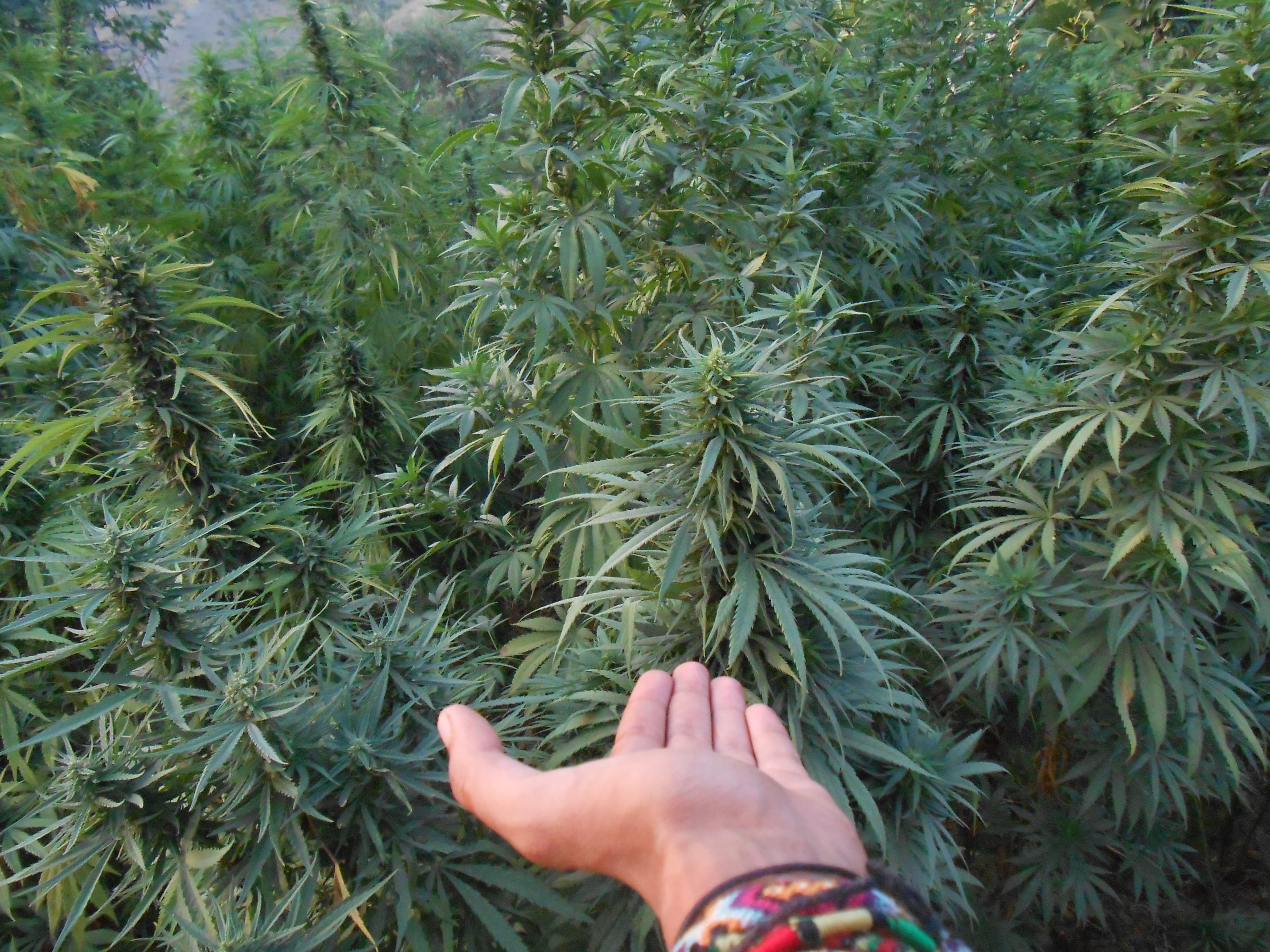 What is hemp and why was it already legal?