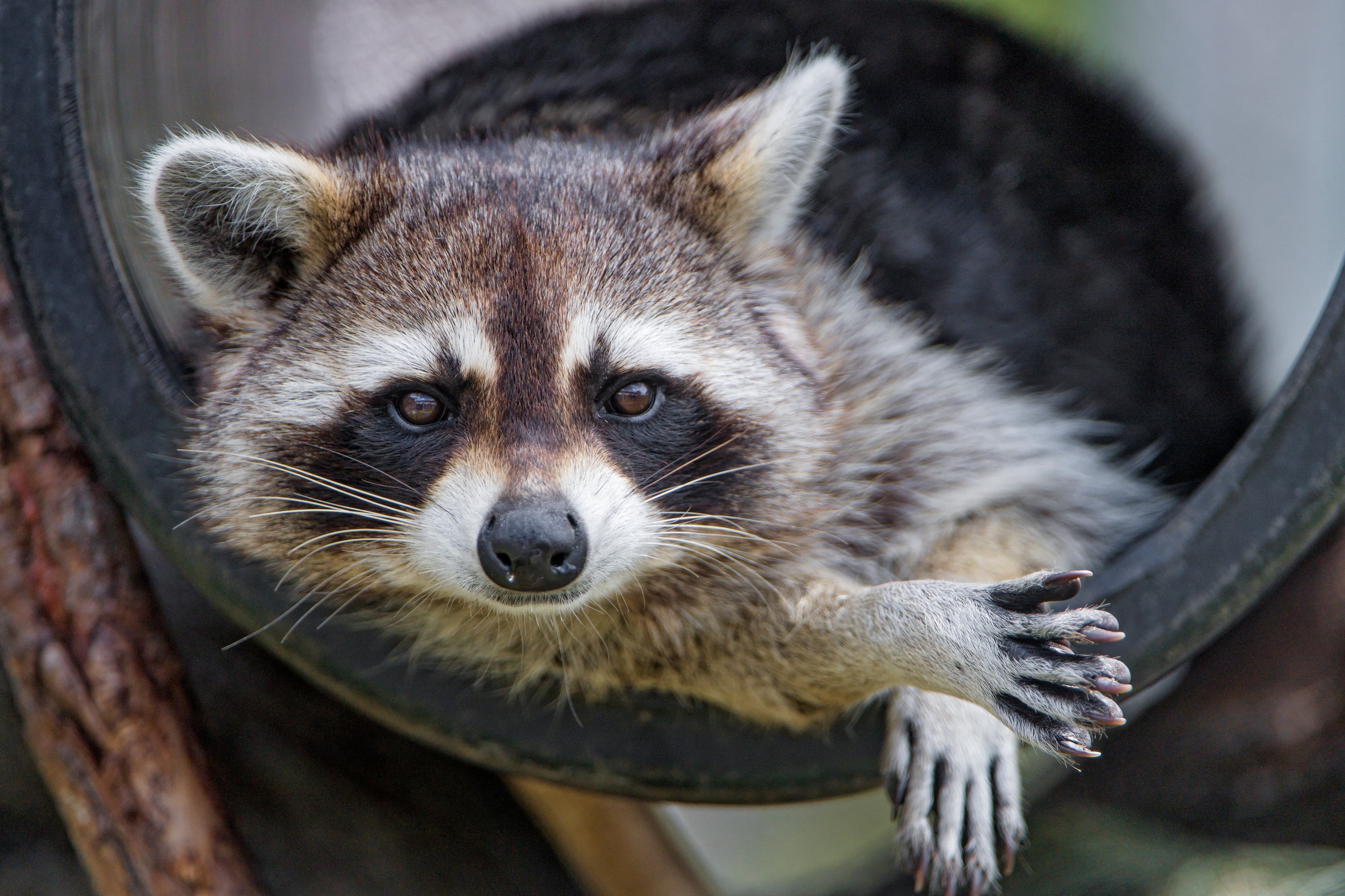 Let's rank Canada's peskiest urban animal