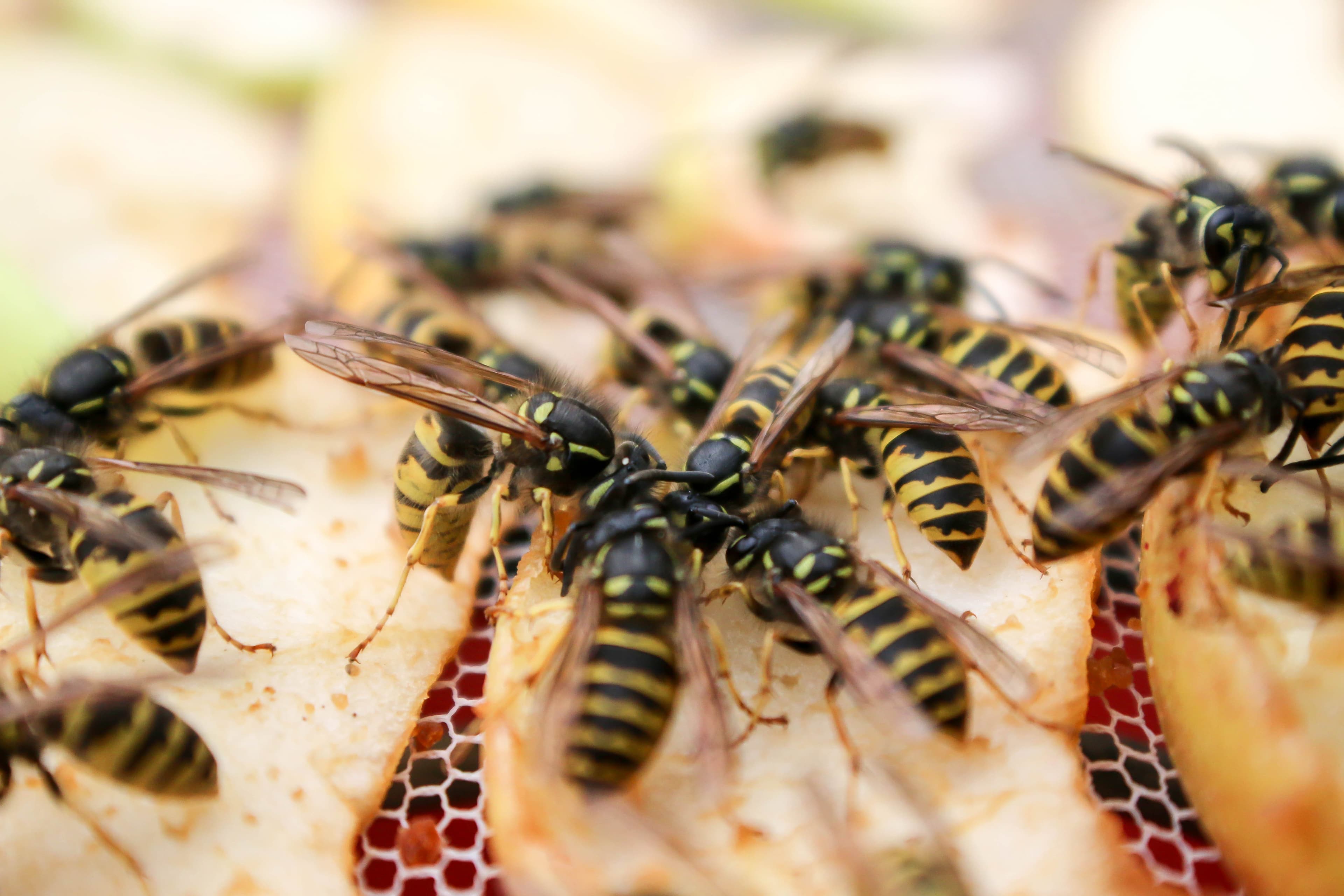 'Can you make them love us the way they love bees?' When wasps want a rebrand