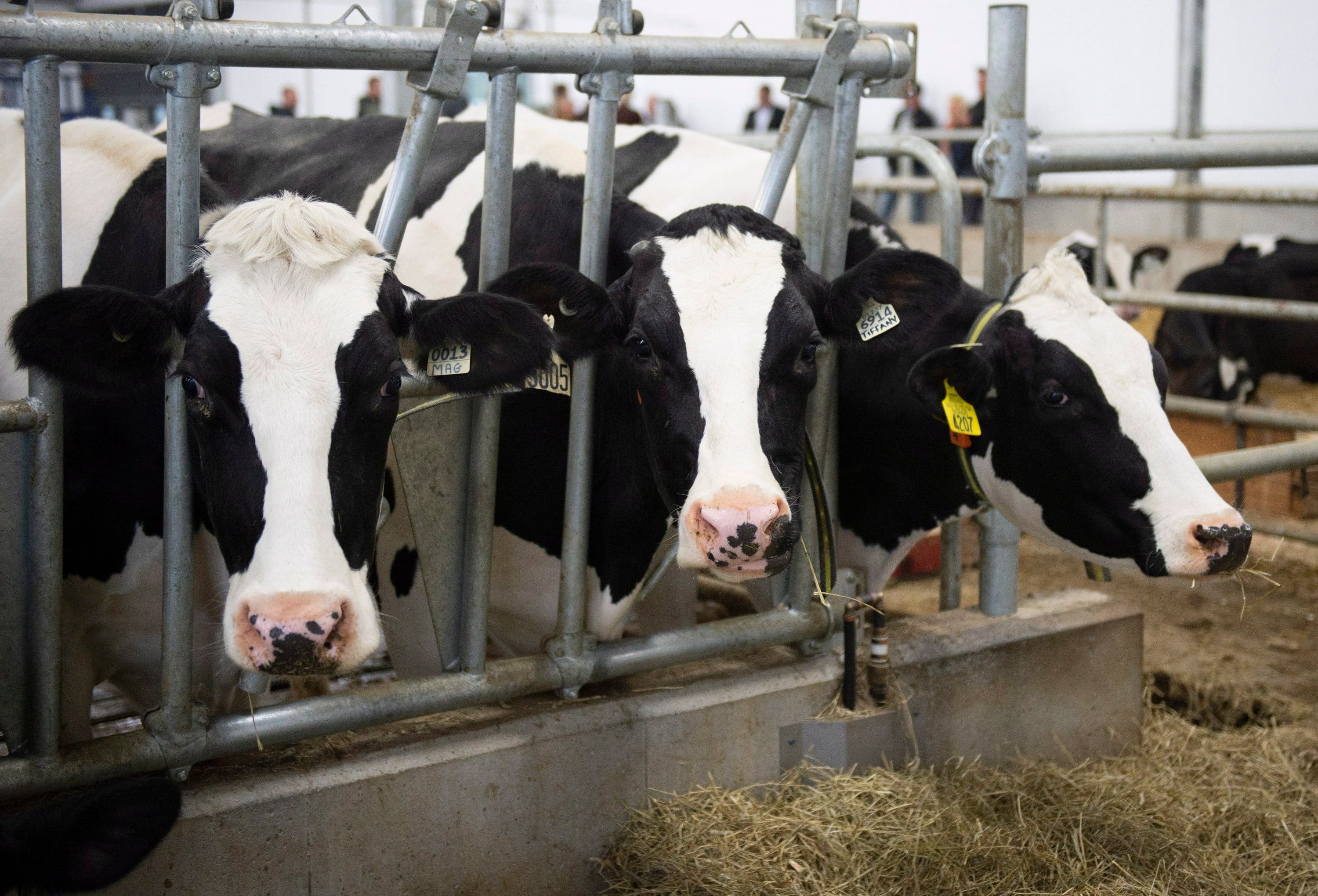 'A huge disappointment:' A dairy farmer reacts to the USMCA