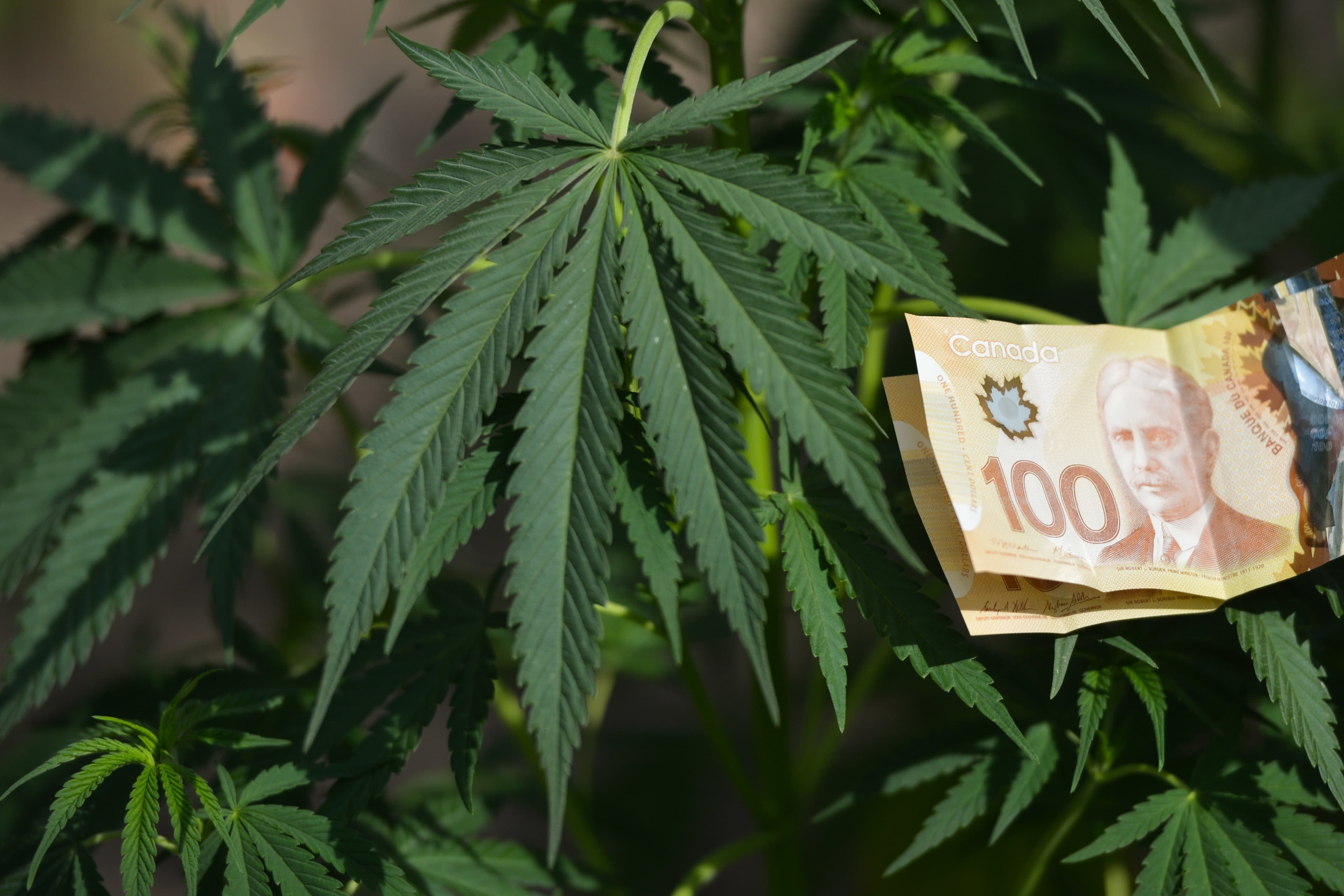 Is it too late to cash in on the pot stock boom?