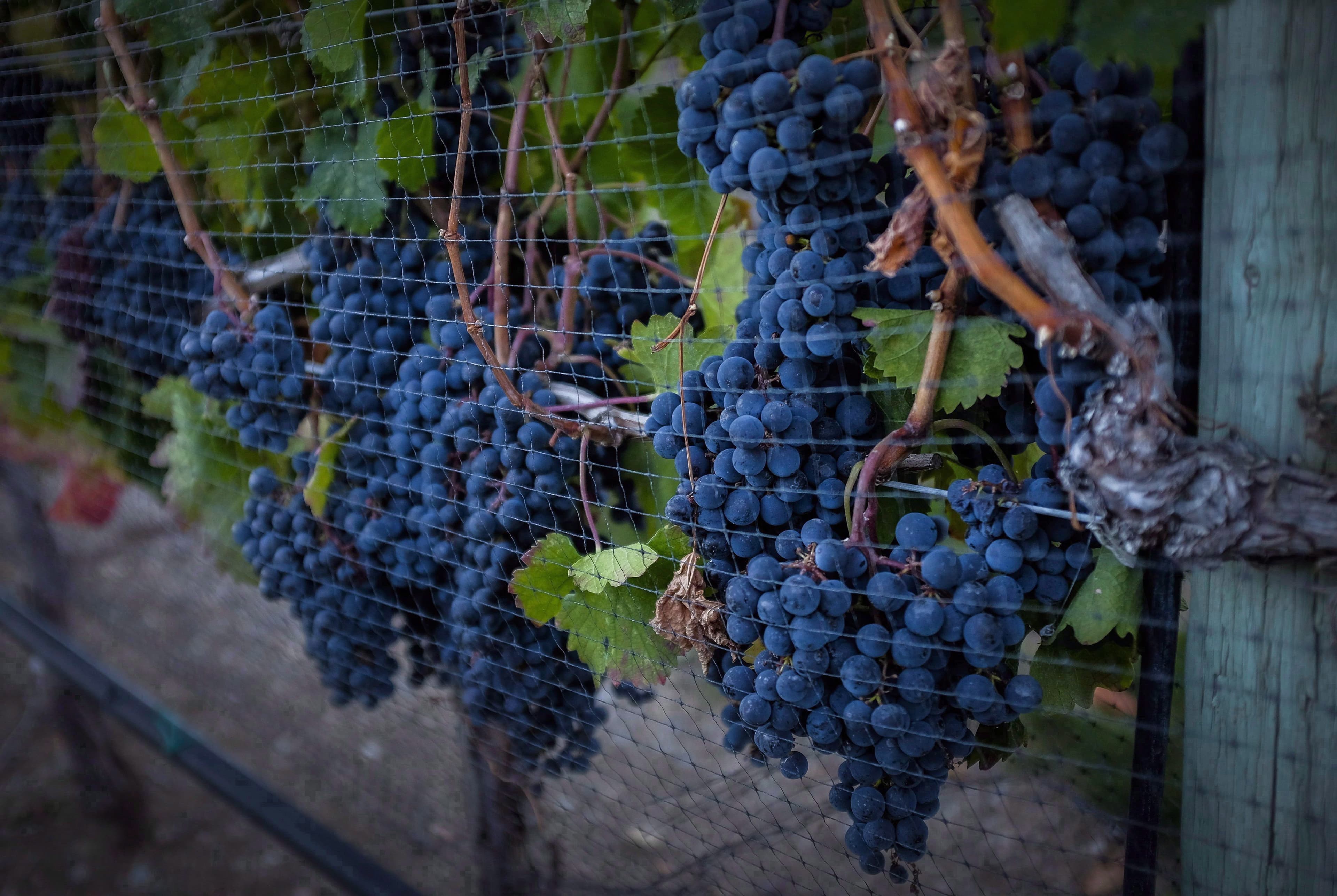 With a 'new NAFTA' deal, B.C.'s protectionist wine policy ends, too