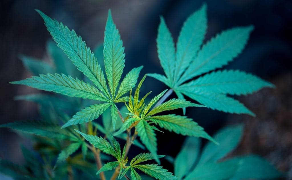 Why the weed stock boom is about to bust