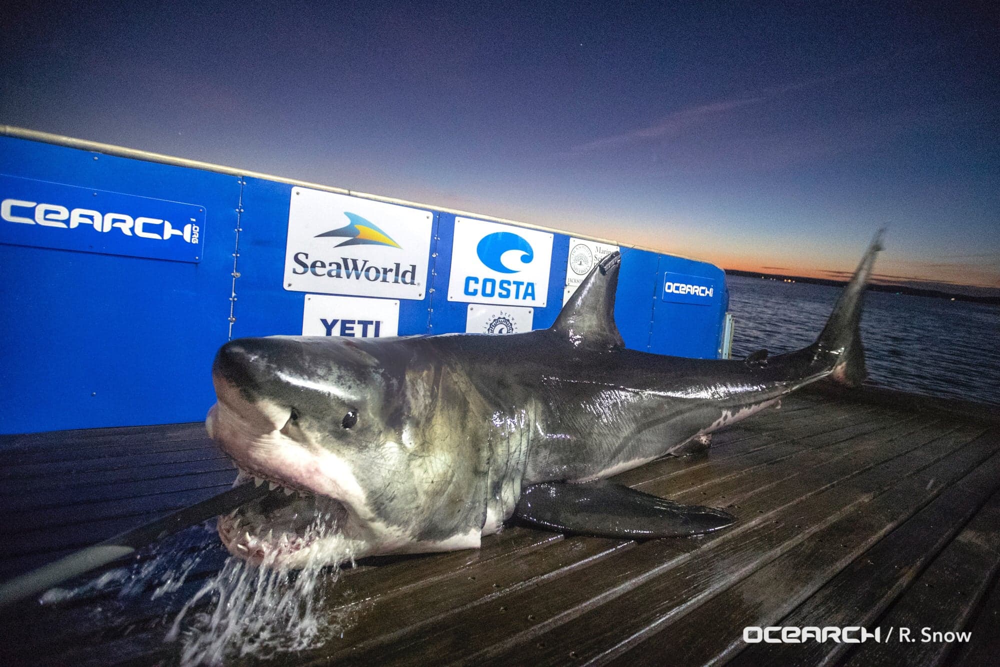 Welcome to the great whites north