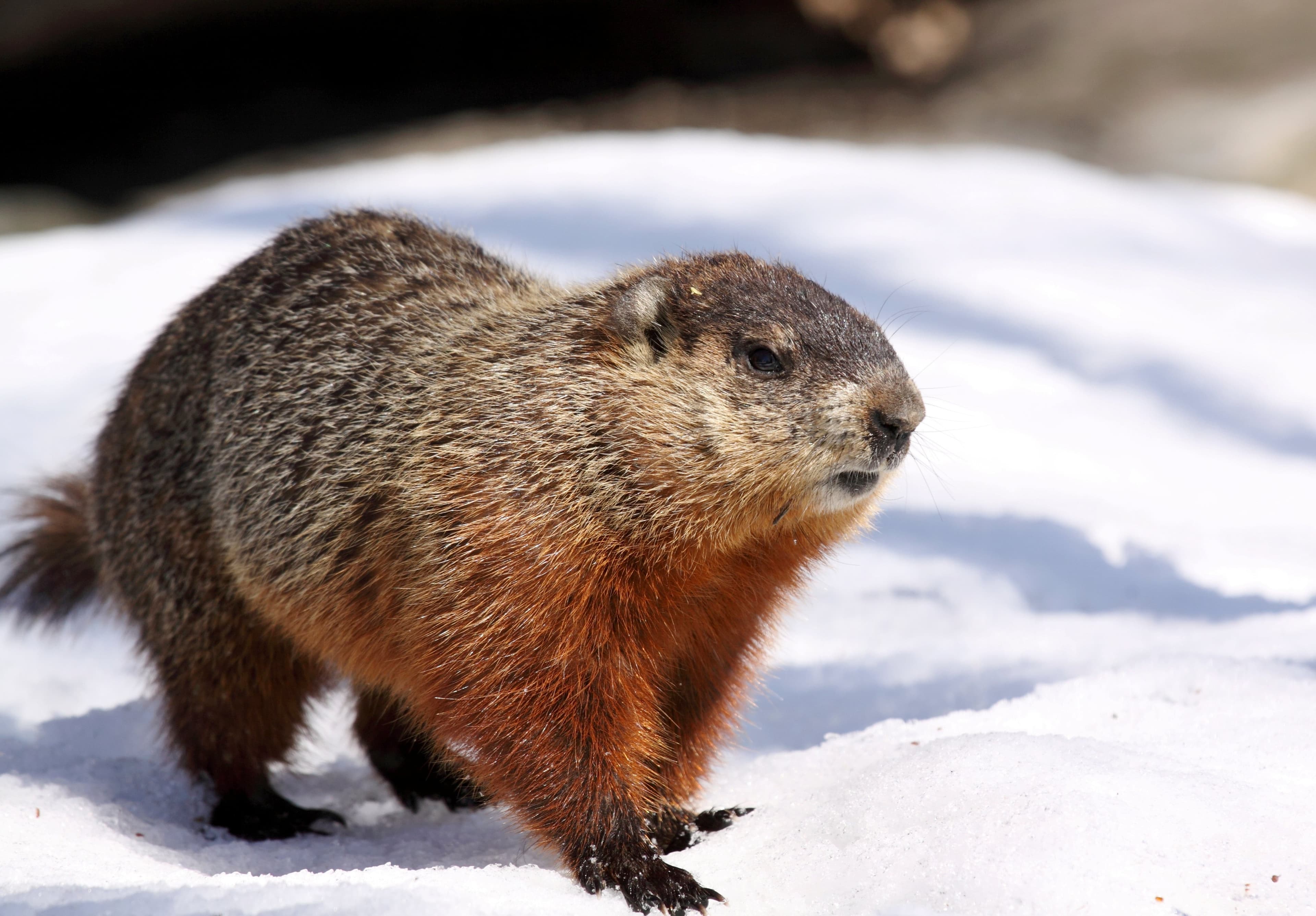 Sorry, folks. Manitoba's famed groundhog, Brandon Bob, doesn't exist.