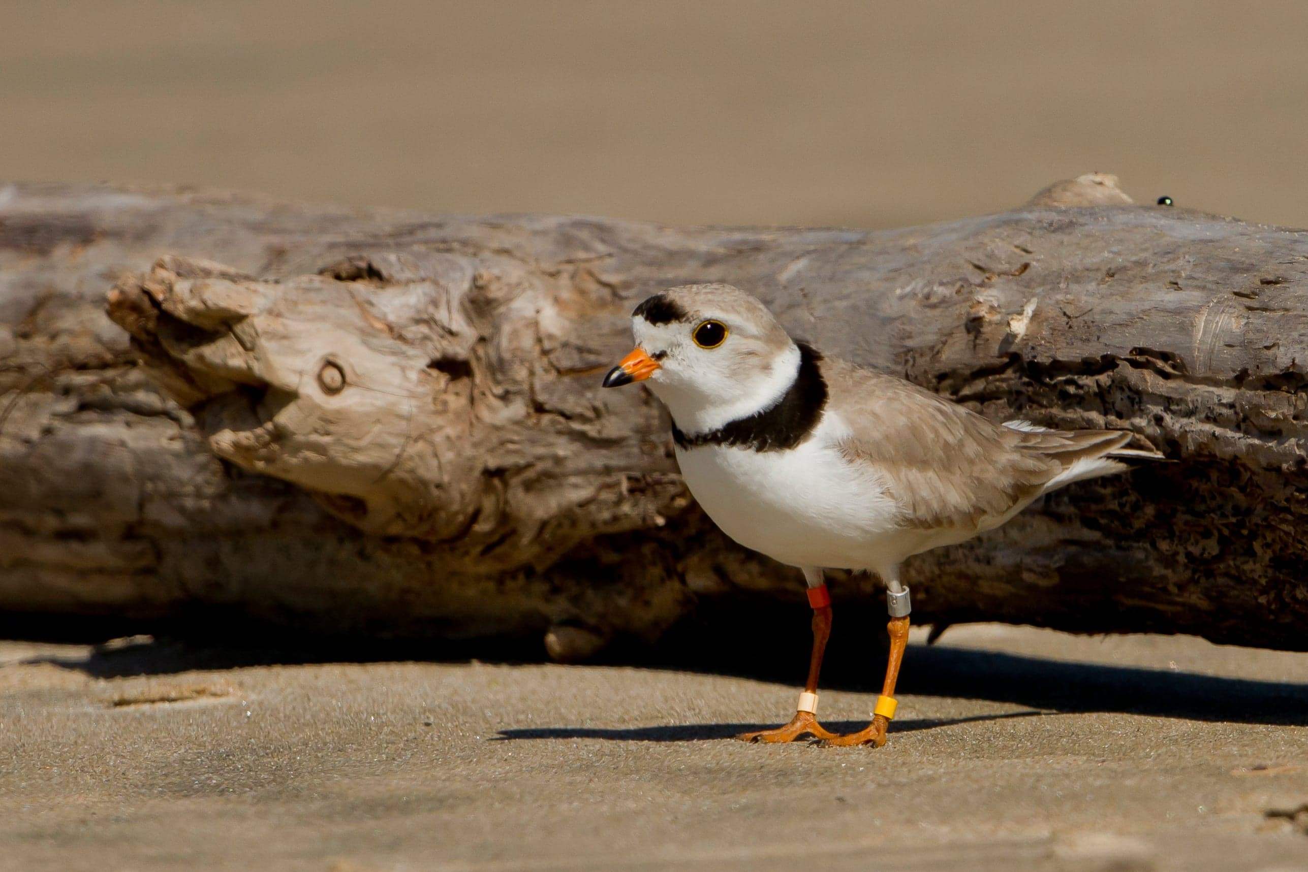 Sauble Beach loves its piping plovers—but needs its shoreline for tourists