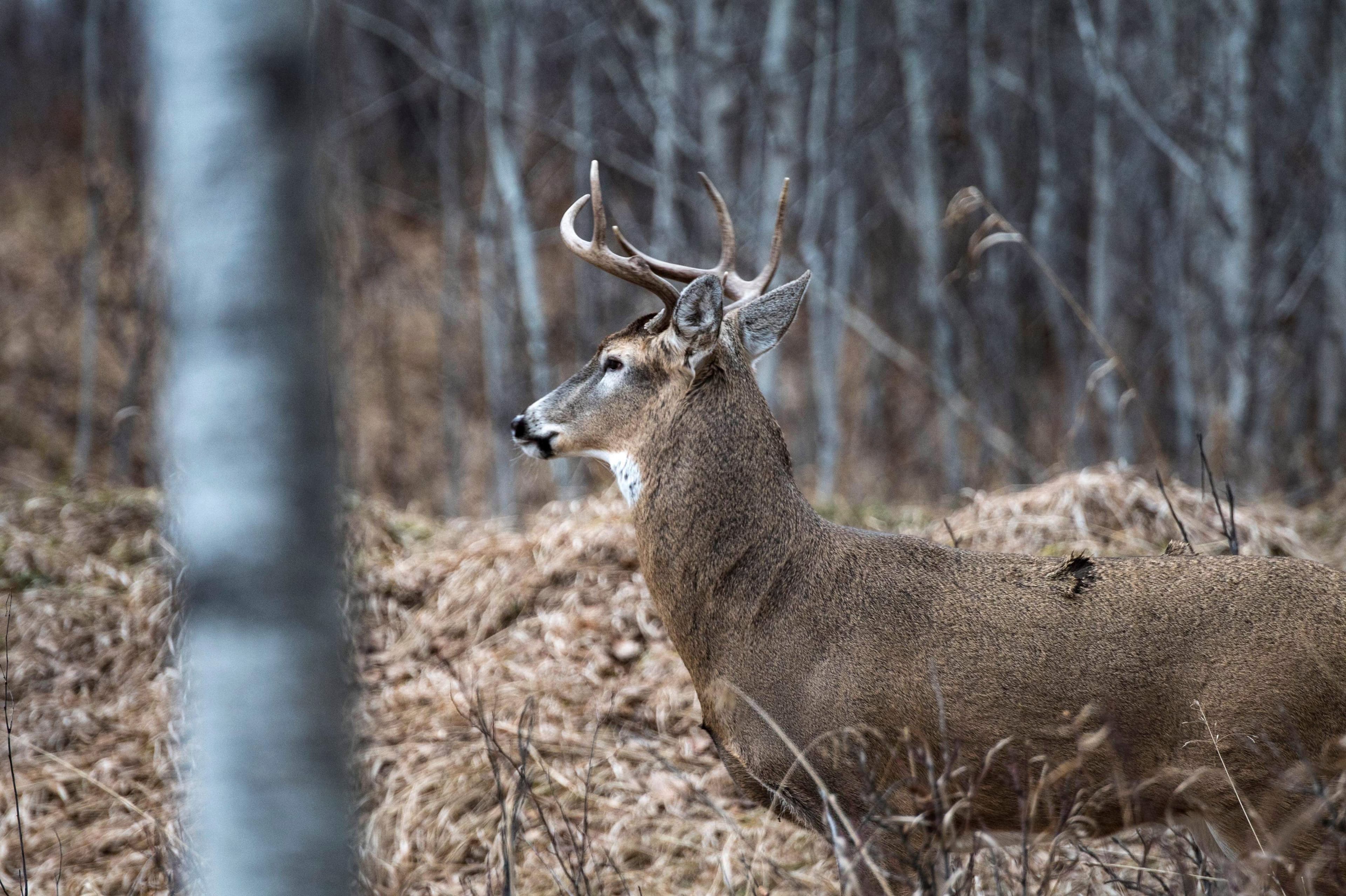 The game-meat crisis most Canadians have never heard of