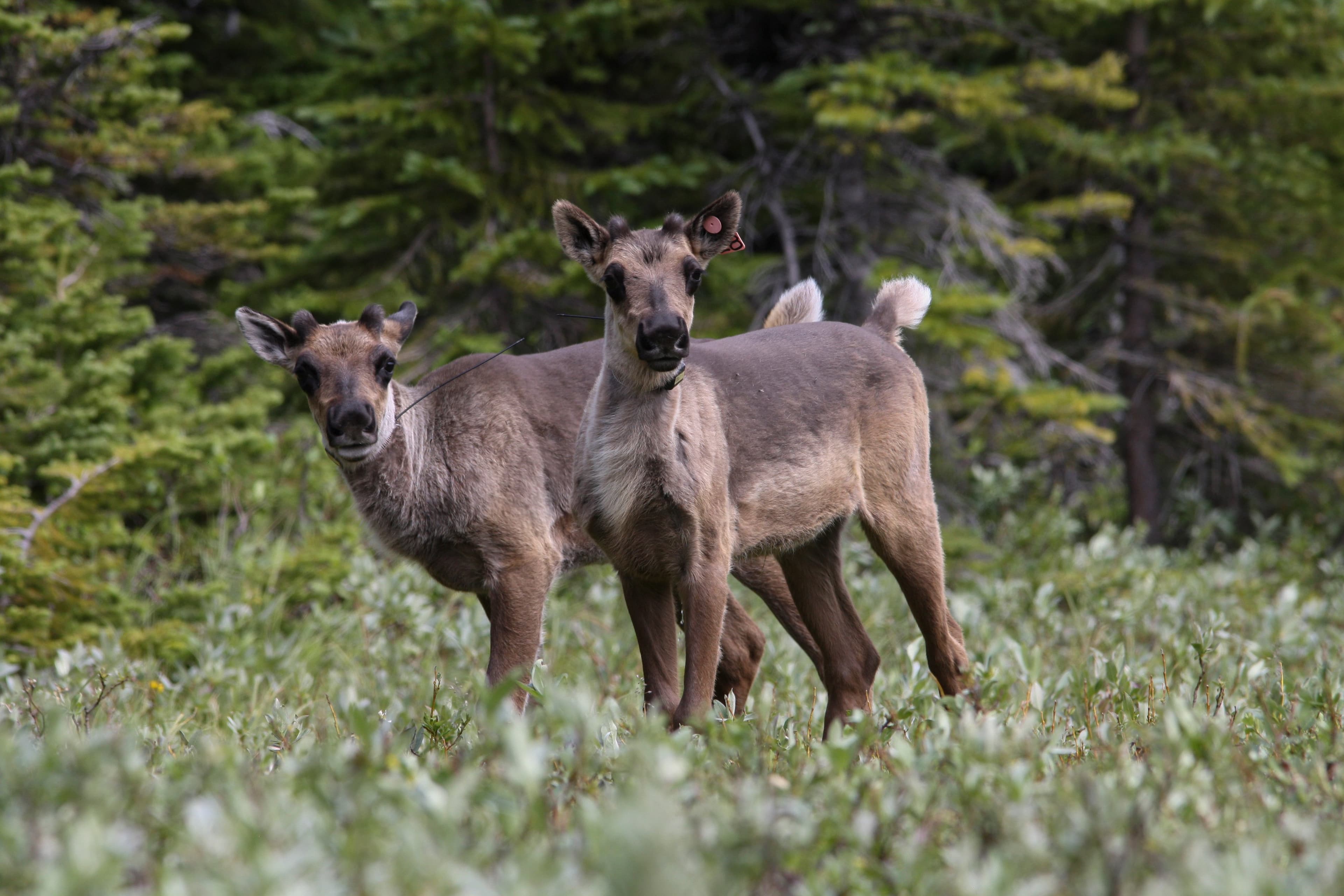 Caribou, wolves and the battle tearing apart northeastern B.C.