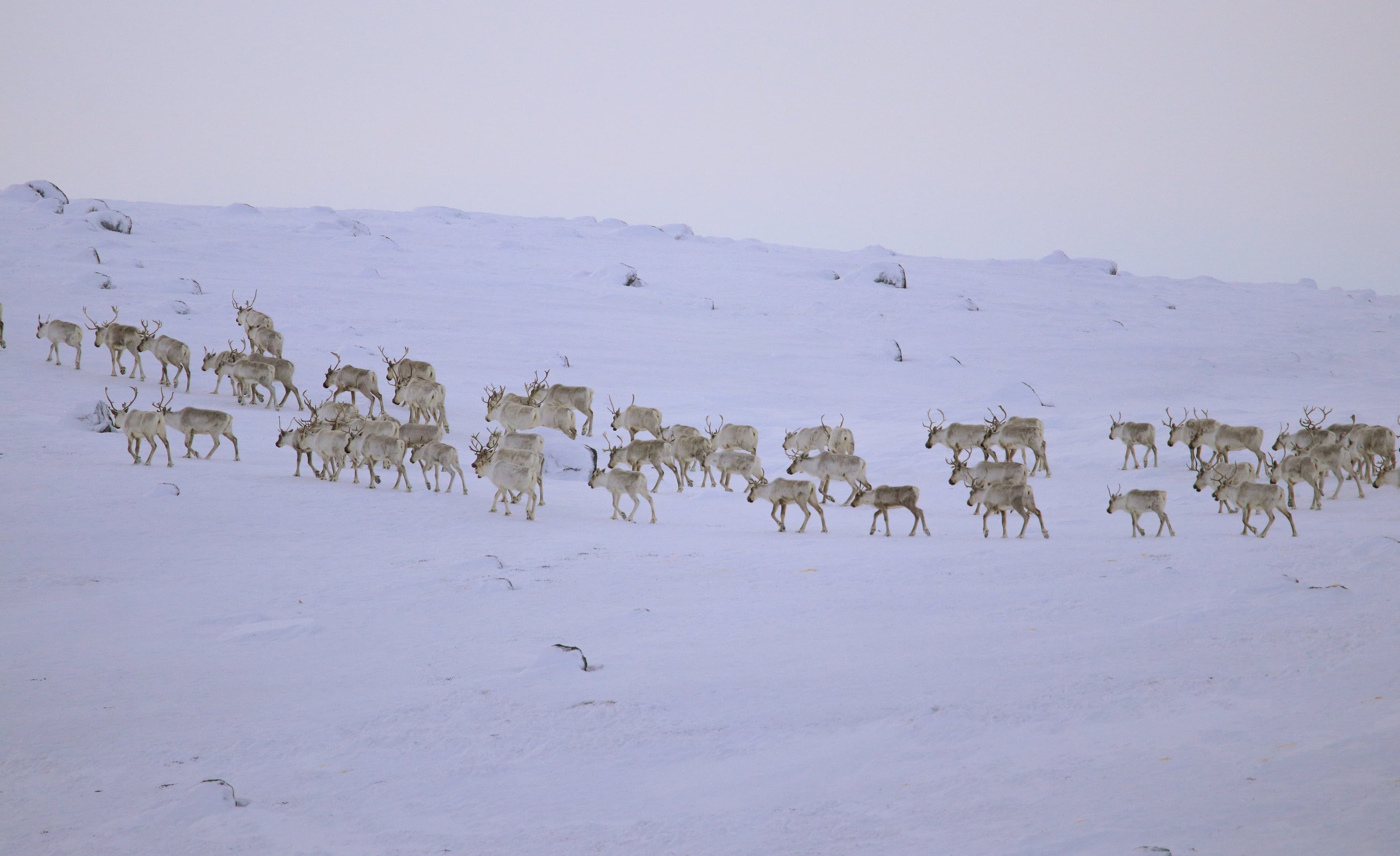 How this Indigenous community enjoyed a rare caribou feast